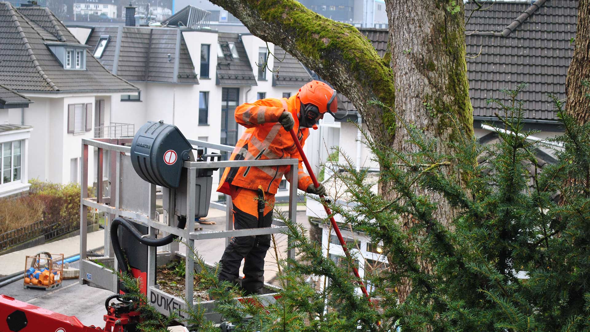 Baumpflege durch NK Baumdienst