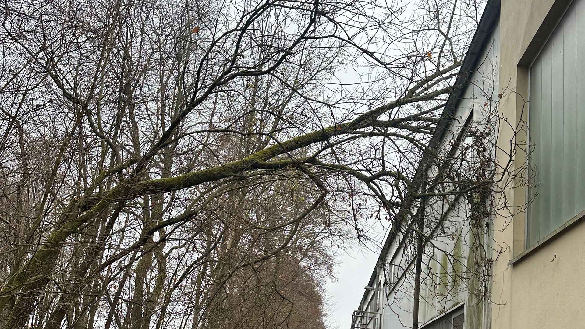 Kronensicherung durch NK Baumdienst